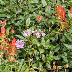 Aster and Indian Paintbrush beside the trail