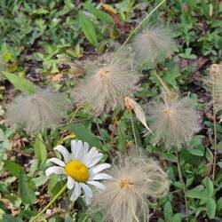 Shasta Daisy amidst feathery-looking flowers