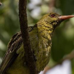 Green Oriole