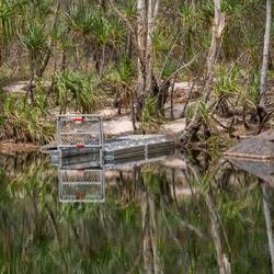 Croc Trap in Jim Jim Creek