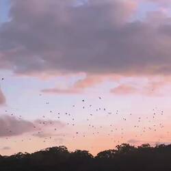 Flying Foxes