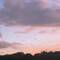 Flying Foxes