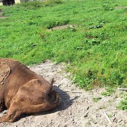 Bison beim Mittgsschlaf
