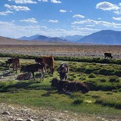 Kindergarten: 3 kleine Yaks und ein paar Kälber