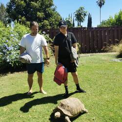 Riesenschildkröte