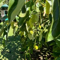 Avocados in Seans Garten