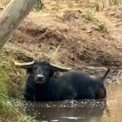 Buffalo