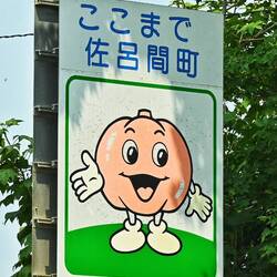 Irgendwie skuril: Die Kürbissorte Hokkaido gibt es hier so gar nicht.