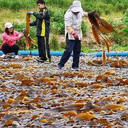 Die ganze Familie packt mit an bei der Kombu-Algen-Ernte.