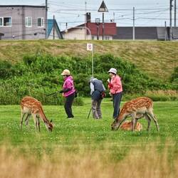 Sikawild tummelt sich auf dem Golfplatz. Scheint für niemanden eine Sensation zu sein.