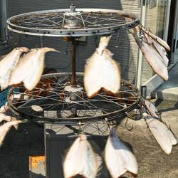 Gute Alternative für nach der Reise: Fische trocknen mit den Laufrädern.
