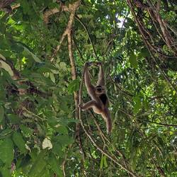 Wild gibbon just hanging out