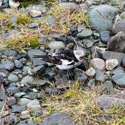 Can you tell what bird this is?