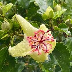 Hibiscus flower only found on Philip Island