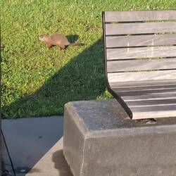 Murmeltier am Morgen vertreibt Kummer und Sorgen (oder so)