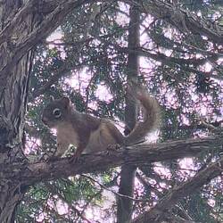 Viele Eichhörnchen unterwegs