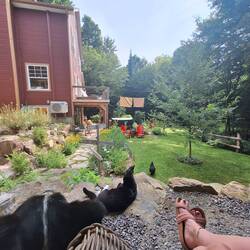 schöne Aussicht mit Tieren