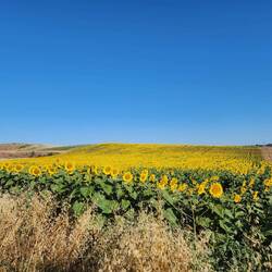 lots of sunflower fields today!