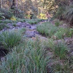 Christmas Creek crossing into Lamington National Park