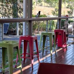 Butcher bird eyeing off our coffee and cakes