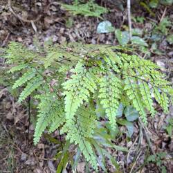 Maidenhair fern