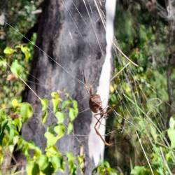 Golden orb spider