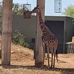 5,50 m hoch. Schon gewaltig!