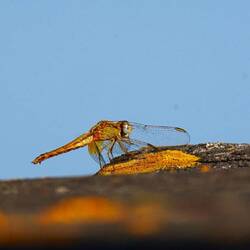 Feuerlibelle weiblich