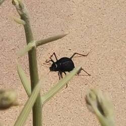 Der Tocktock-Käfer antwortet auf dein Klopfen auf Sand