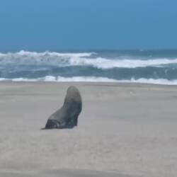 Er überlegt zwischendurch, ob er wirklich zurück ins wilde Meer muss, oder wir verschwinden 😉