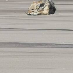 Der Wüstenfuchs lässt sich nicht von uns stören