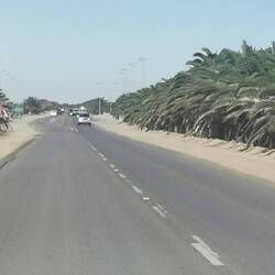 Und zurück geht's durch die Palmenallee