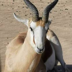 Der Springbock lässt sich von uns nicht aus der Ruhe bringen
