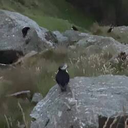 Puffin in Zeitlupe im Anflug