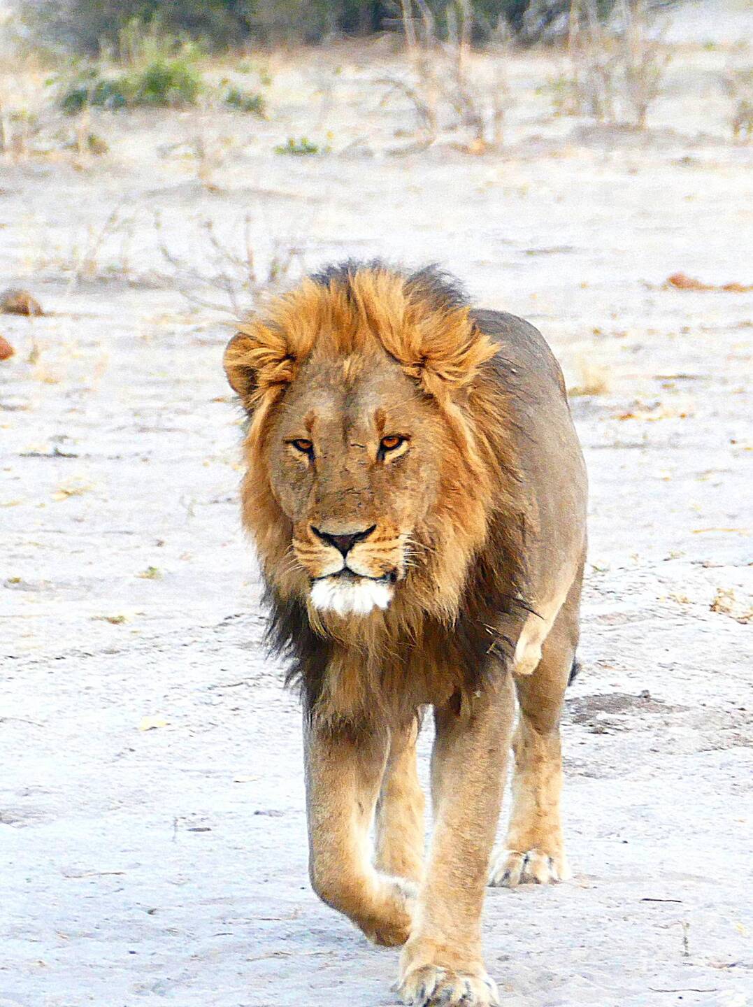 The king takes a stroll