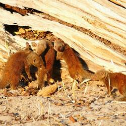 Adorable baby mongooses trying to warm up in the morning sun