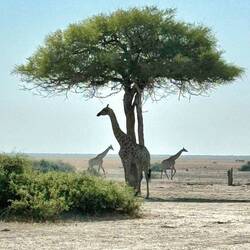 Africa!