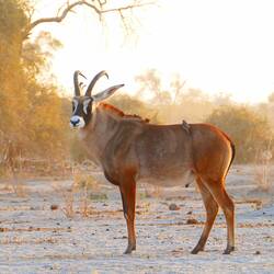 Roan antelope