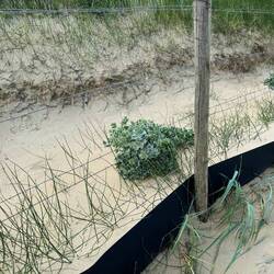 I love the barbed wire to protect the dunes and plant/wildlife. We should follow suit