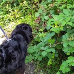 Pallina weiß jetzt, wie sie Brombeeren pflückt. 🙈😅