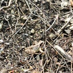 Wimmelbild - wo ist der Frosch?