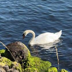 I've never seen a swan in real life