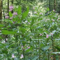 Überall Springkraut