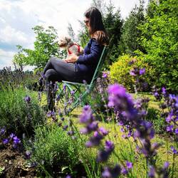 On the Lavender Farm