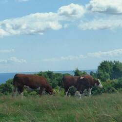 Cows in the national park