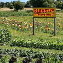 This has inspired me to plant flowers at my driveway people can "self pluck"