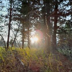Morgendlicher Blick aus dem Zelt in Richtung Glacier N.P.