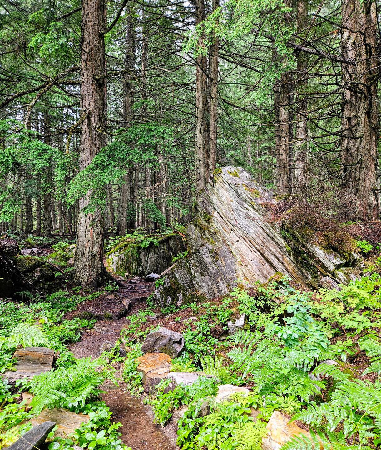 Beginning of Rock Garden Trail through a rainforest