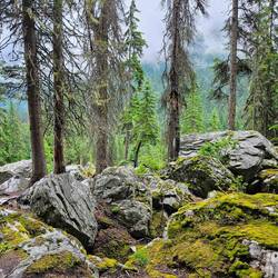 Lichen and moss on rocks