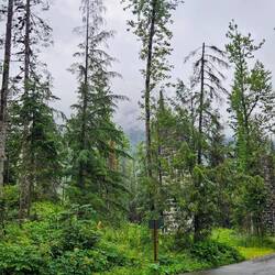 Three trestles in the forest. Can you see the one on the far right?